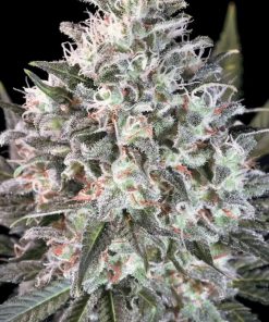 Space Cookies - Femminizzati Stagionali
