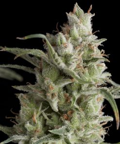 Super OG Kush - Femminizzati Stagionali