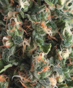 Auto Super OG Kush - Autofiorenti Femminizzati