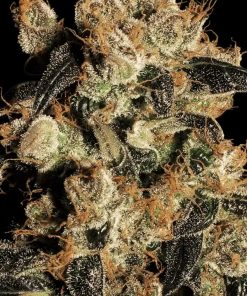White Berry - Femminizzati Stagionali