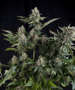 White Widow CBD - Femminizzati Stagionali