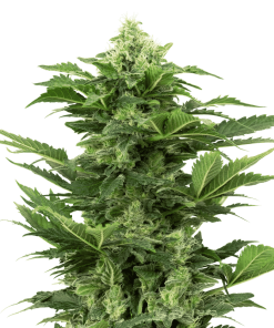 Afghan Pearl CBD Auto - Autofiorenti Femminizzati
