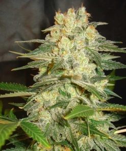 Afghan Kush Auto - Autofiorenti Femminizzati