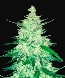 CBD Auto 1:1 (CBD Crack) - Autofiorenti femminizzati