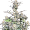 cheese auto
