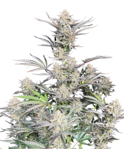 cheese auto