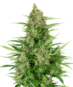 Double Kush Cake Auto - Autofiorenti Femminizzati
