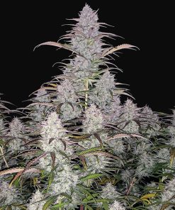 Green Crack Auto - Autofiorenti Femminizzati