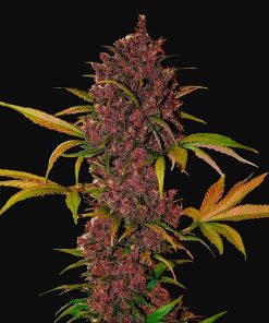LSD-25 Auto - Autofiorenti Femminizzati