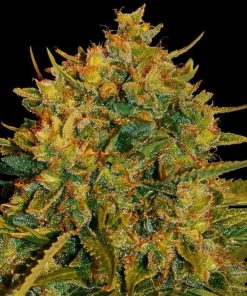 Northern Light x Big Bud Auto - Autofiorenti Femminizzati