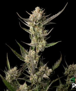 og kush
