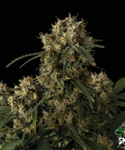 og kush auto