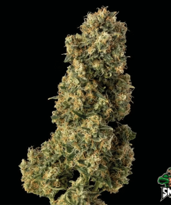 og kush auto2