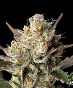 og kush auto3