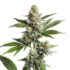 og kush autofiorenti seedsline