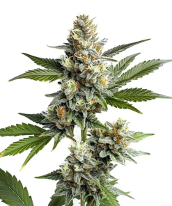 og kush autofiorenti seedsline