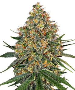 og kush stagionali seedsline