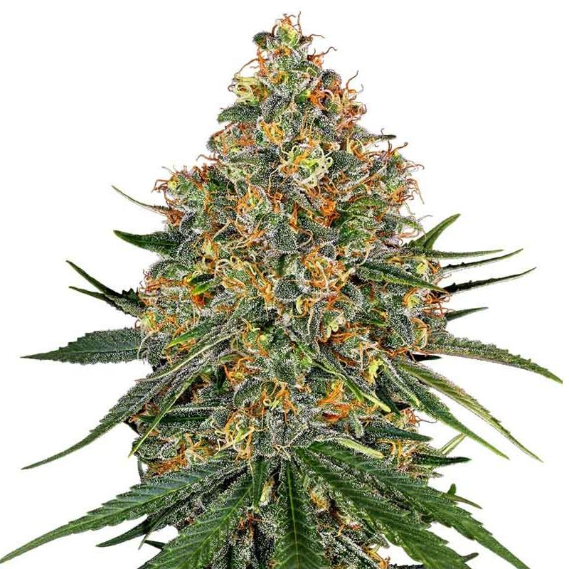 og kush stagionali seedsline