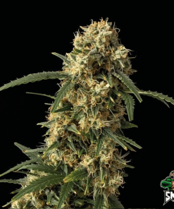 og kush2