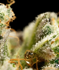og kush3