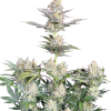 skunk auto