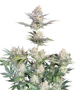 skunk auto
