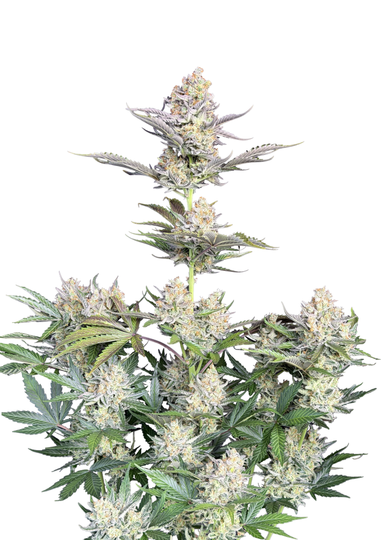 skunk auto