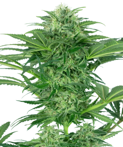 Skunk Dream CBD - Femminizzati Stagionali
