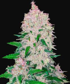 Stardawg Auto - Autofiorenti Femminizzati