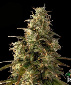 sugar mango smoothie auto