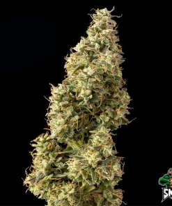 sugar mango smoothie auto2