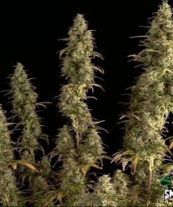 sugar mango smoothie auto3
