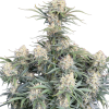 white widow auto