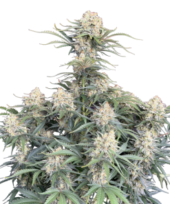 white widow auto