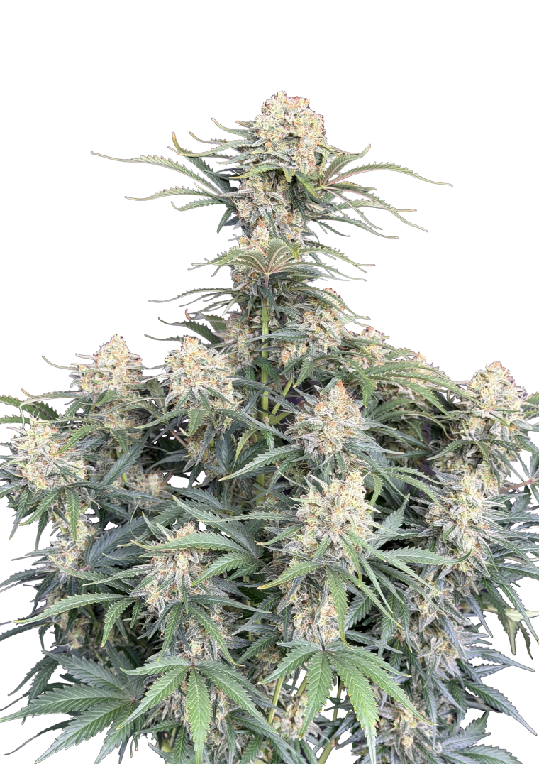 white widow auto