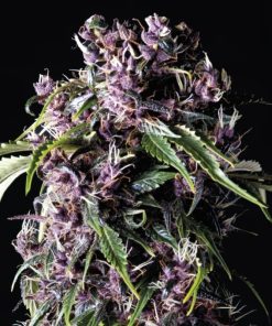 Purple - Femminizzati Stagionali