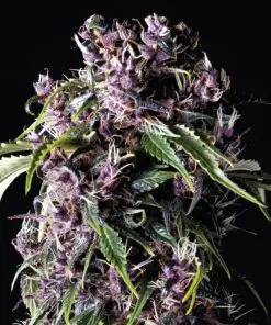 Purple - Femminizzati Stagionali