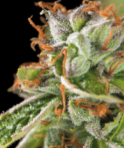 pyramid doubleog
