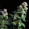 pyramid purpleurkle