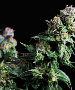 pyramid purpleurkle