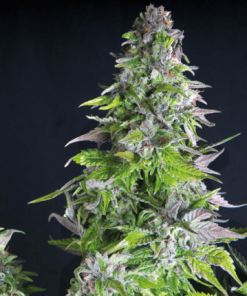 pyramid romulan