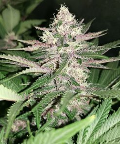 Hindu Kush - Femminizzati Stagionali