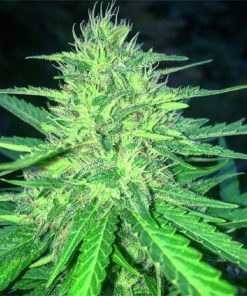 White Cheese - Femminizzati Stagionali