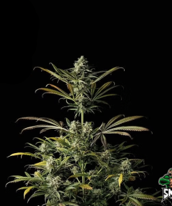 blue dream