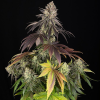 blue dream stagionali seedsline