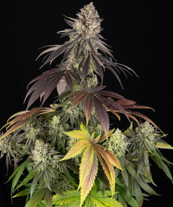 blue dream stagionali seedsline