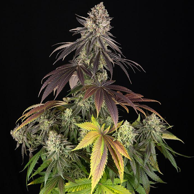 blue dream stagionali seedsline