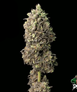 blue dream2