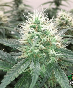 blue dream3
