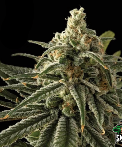 blueberry sherbert